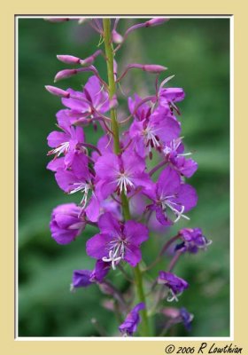 Fireweed