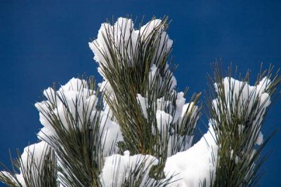 Snow on the Austrian Pine