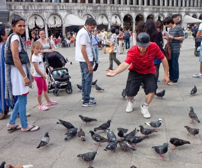 Pigeons in St Mark's Square