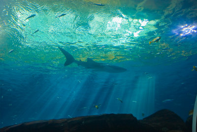 Whale Shark