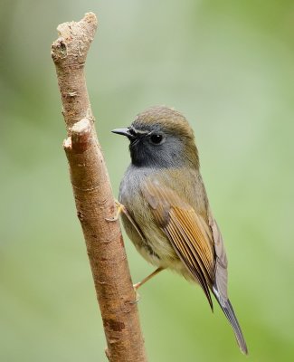 DSC_7890aaa.jpg