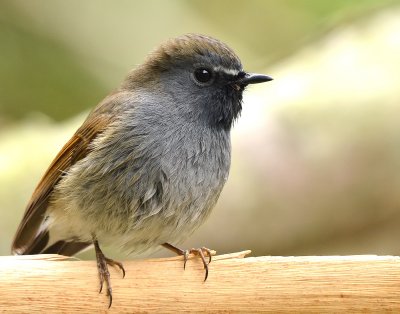 DSC_8275aaa.jpg