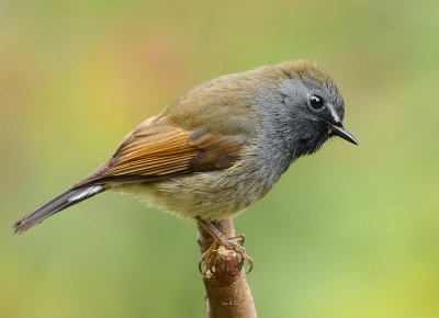 DSC_8338aaa.jpg