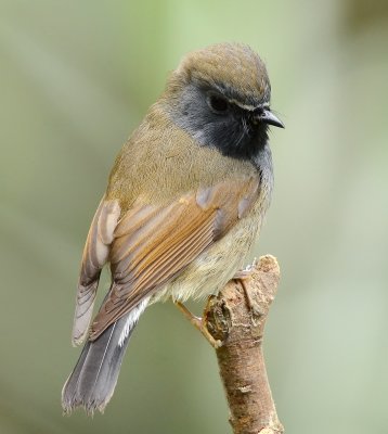DSC_8362aaa.jpg