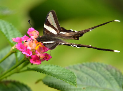 DSC_0530aaa.jpg