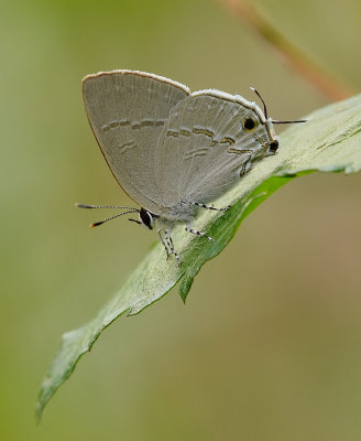 DSC_3184aaa.jpg