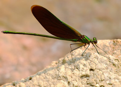 DSC_3221aaa.jpg