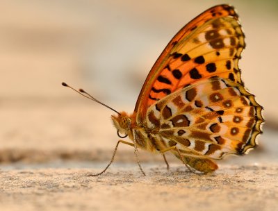 DSC_3349aaa.jpg