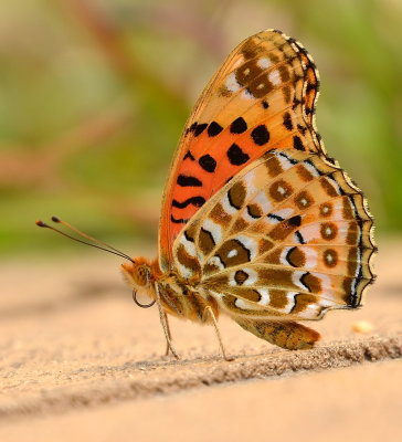 DSC_3370aaa.jpg