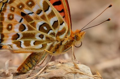 DSC_3465aaa.jpg