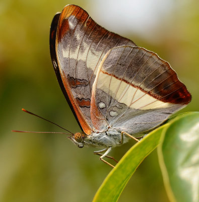 DSC_3526aaa.jpg