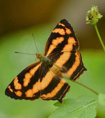 DSC_4049aaa.jpg