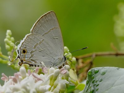 DSC_4281aaaa.jpg