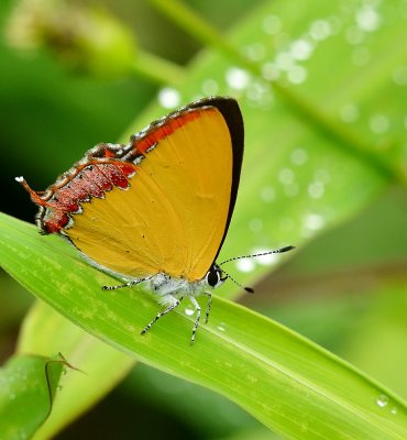 DSC_4314aaa.jpg