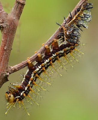 DSC_4412aaa.jpg