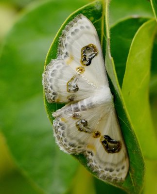 DSC_4479aaa.jpg
