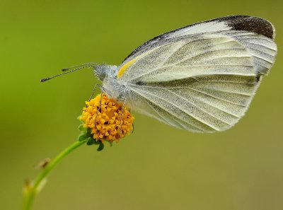 DSC_6309aaa.jpg