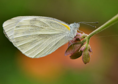 DSC_6533aa.jpg