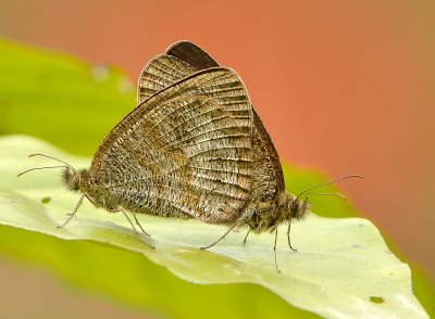DSC_6738aaa.jpg