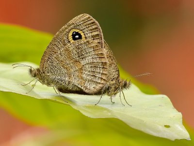DSC_6748aaa.jpg