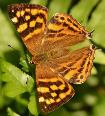 DSC_7052aaa.jpg