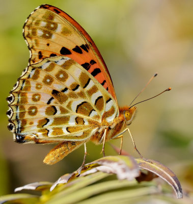 DSC_7716aaa.jpg