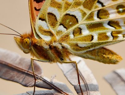 DSC_7735aaa.jpg