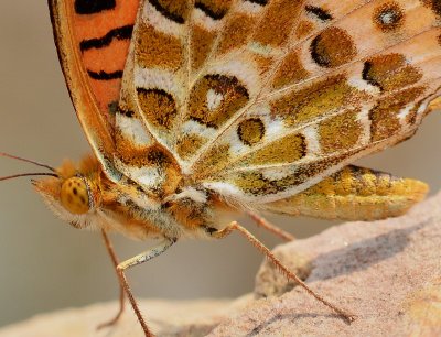 DSC_7799aaa.jpg