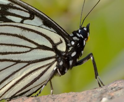 DSC_8120aaa.jpg