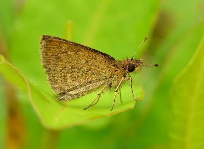 DSC_8439aaa.jpg