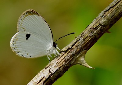 spring_2011
