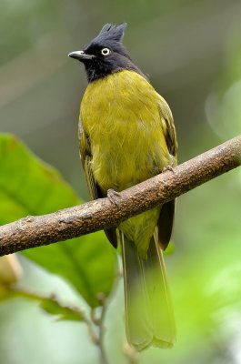 DSC_1011aq.jpg
