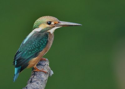 kingfisher_2011