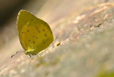 DSC_6827aaa.jpg