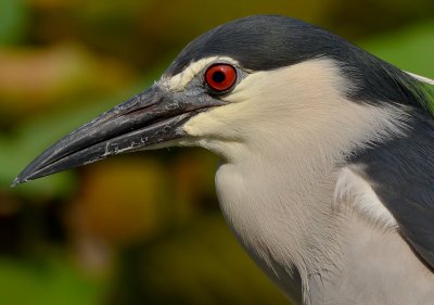 DSC_6904aaa.jpg