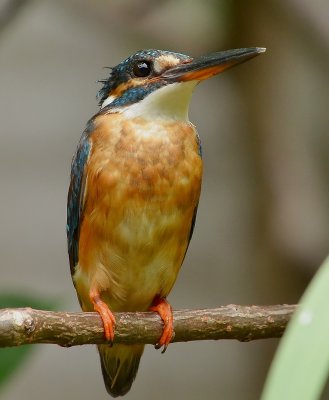 DSC_0205aaa.jpg