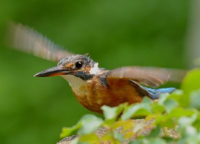 DSC_0221aaa.jpg
