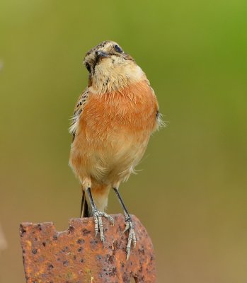 DSC_6885aaa.jpg