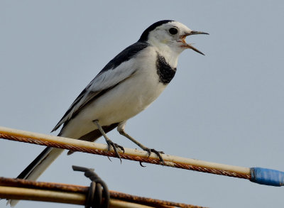 DSC_6948naa.jpg