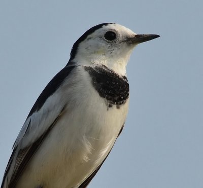 DSC_6962ccc.jpg