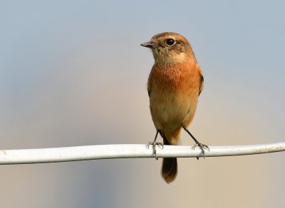 DSC_6983aaa.jpg