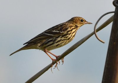 DSC_7112aaa.jpg