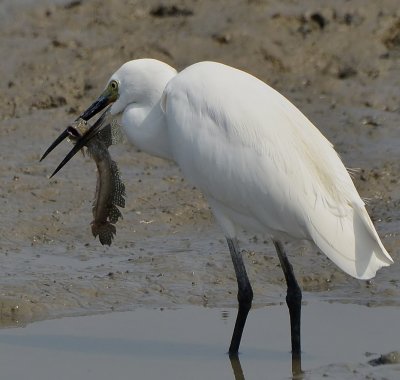 DSC_7547aaa.jpg