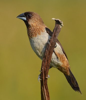 DSC_8117aaa.jpg