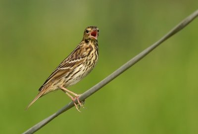 DSC_8375aaa.jpg