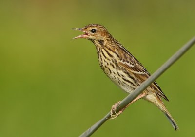 DSC_8400aaa.jpg