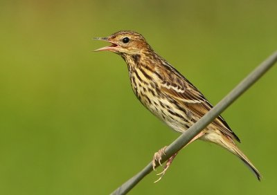 DSC_8409aaa.jpg