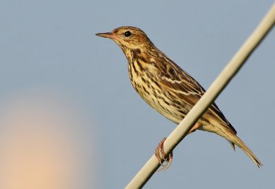 DSC_8523aaa.jpg