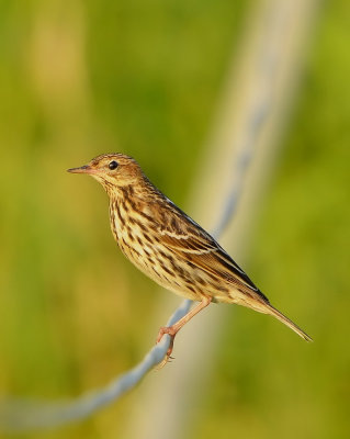 DSC_8603aaa.jpg