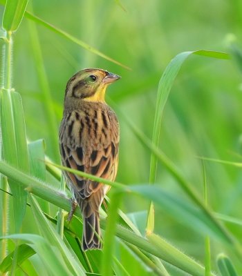 DSC_8666aaa.jpg